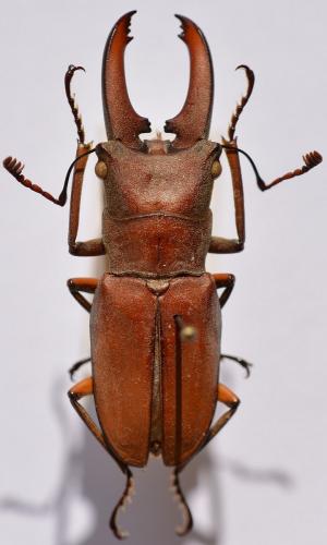 Réf. 251 661 : Cyclommatus canaliculatus freygessneri
